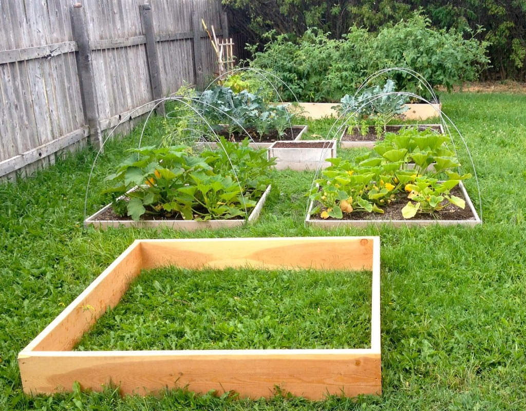 raised garden beds